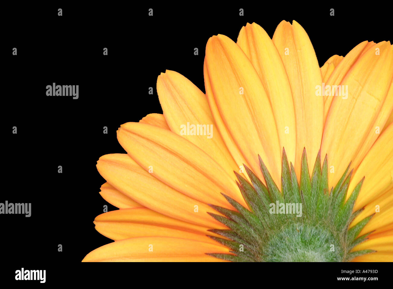 Gerbera from the back Stock Photo