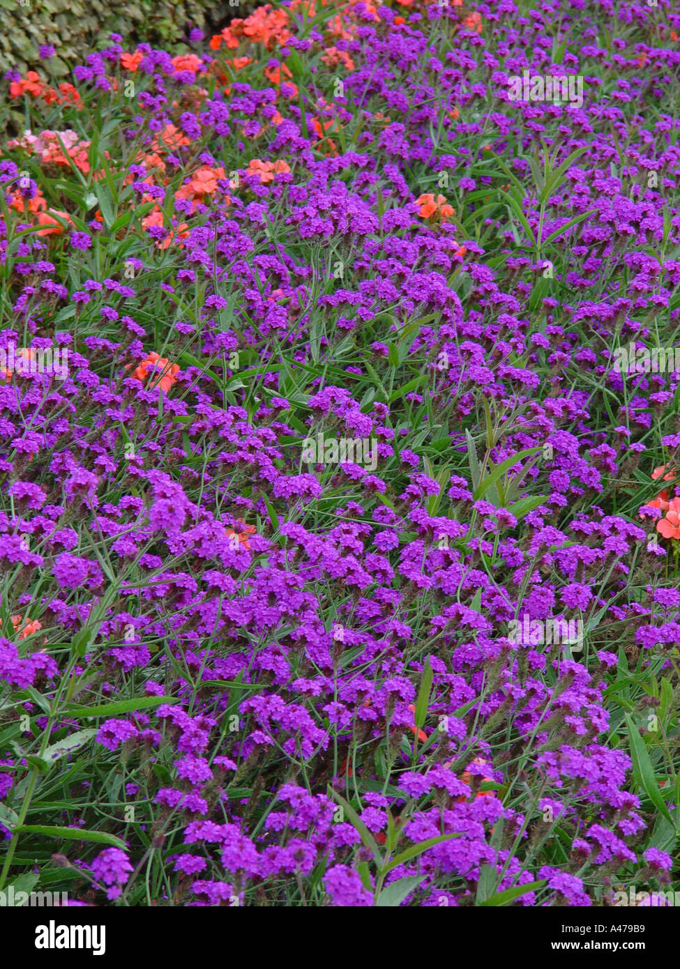 Verbena rigida V venosa in garden herbaceous perennial border Stock Photo