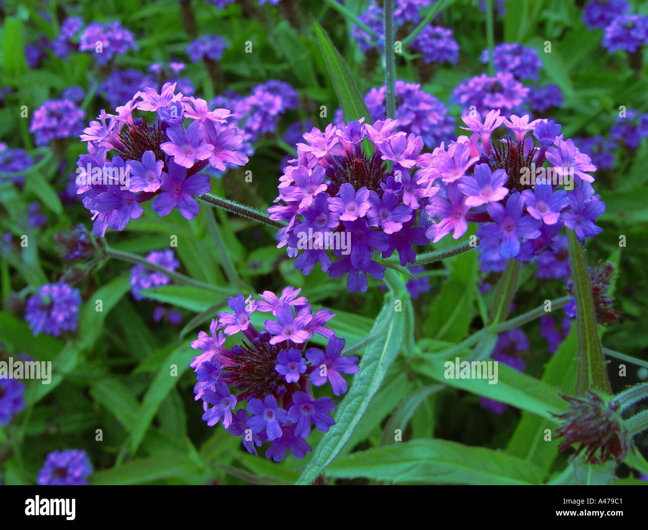 Verbena rigida V venosa in garden herbaceous perennial border Stock Photo