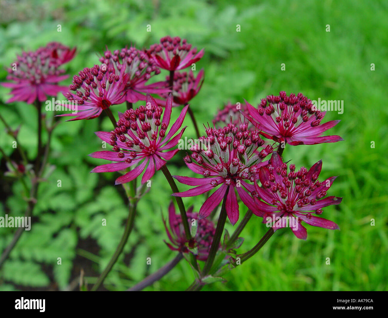 Astrantia major Rubra in garden herbaceous perennial border Stock Photo