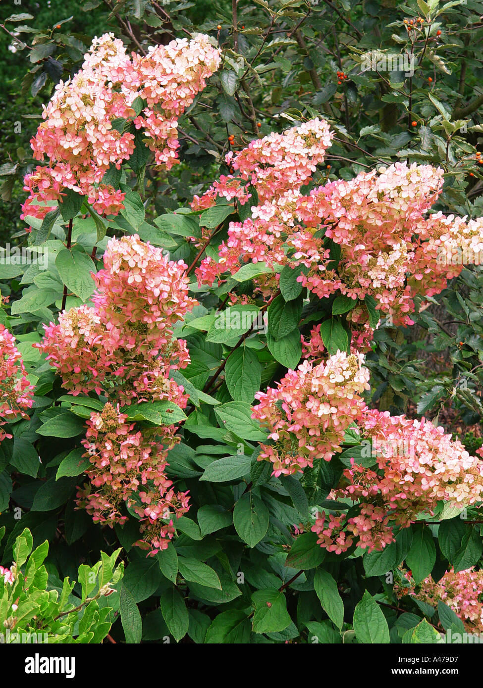 Hydrangea paniculata Pink Diamond FS Stock Photo Alamy