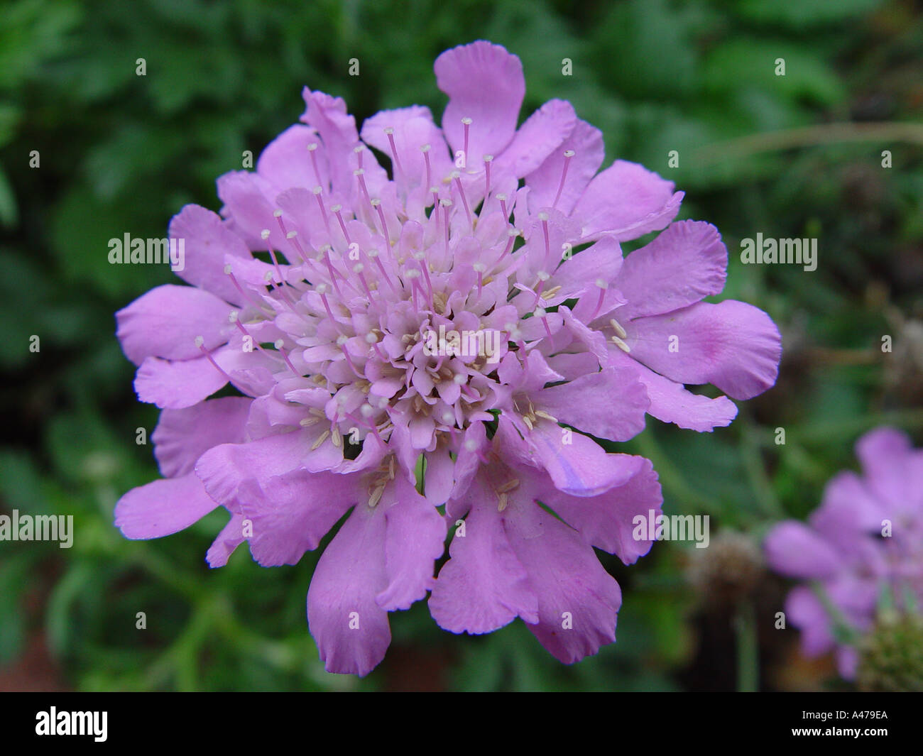 Scabiosa columbaria Pink Mist syn Butterfly Pink in garden herbaceous perennial border Stock Photo