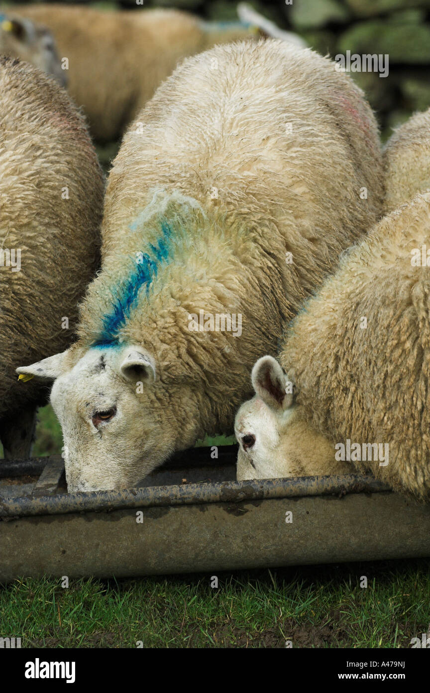 Fat wether lambs at feed trough Stock Photo - Alamy