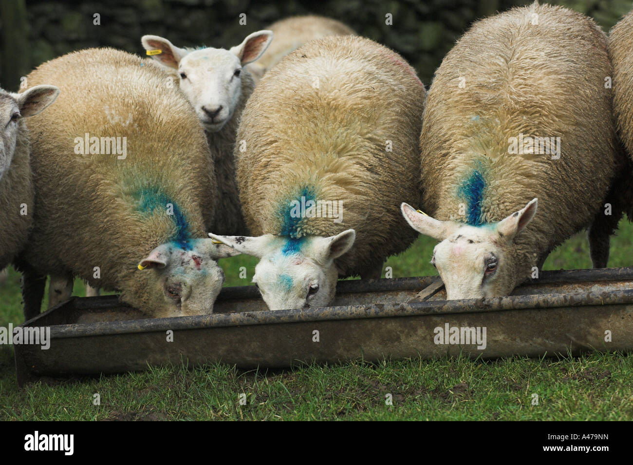 Fat wether lambs at feed trough Stock Photo - Alamy