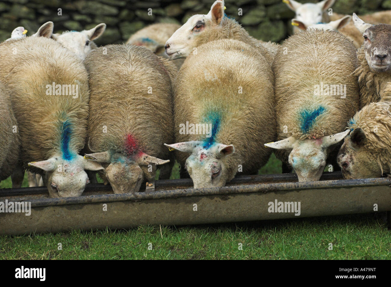 Fat wether lambs at feed trough Stock Photo - Alamy