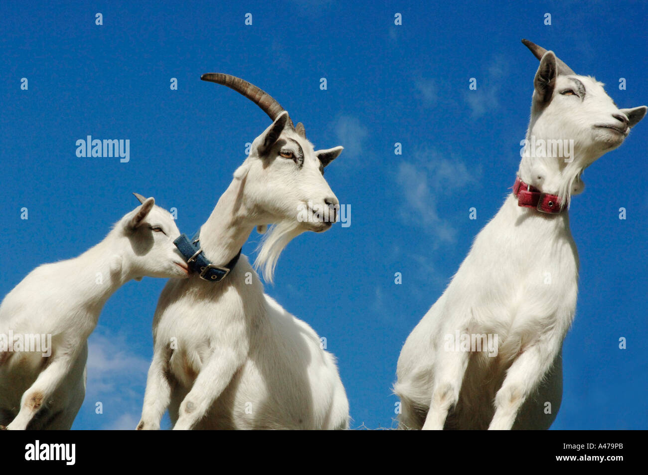 Closeup wildlife hi-res stock photography and images - Alamy