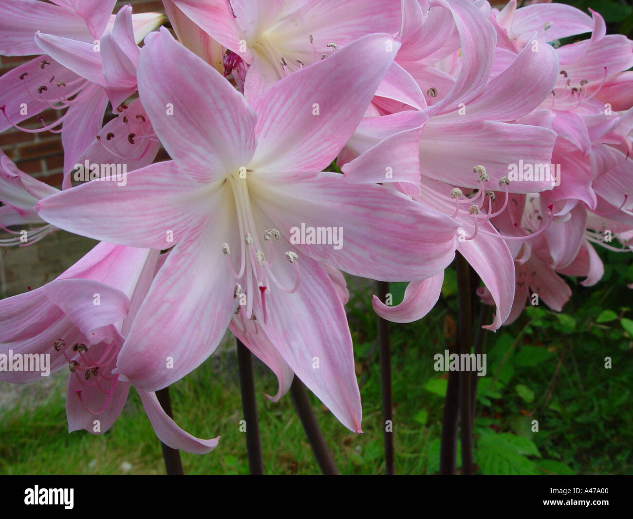 Amarylis belladonna Pink Johannesburg in garden herbaceous perennial border Stock Photo
