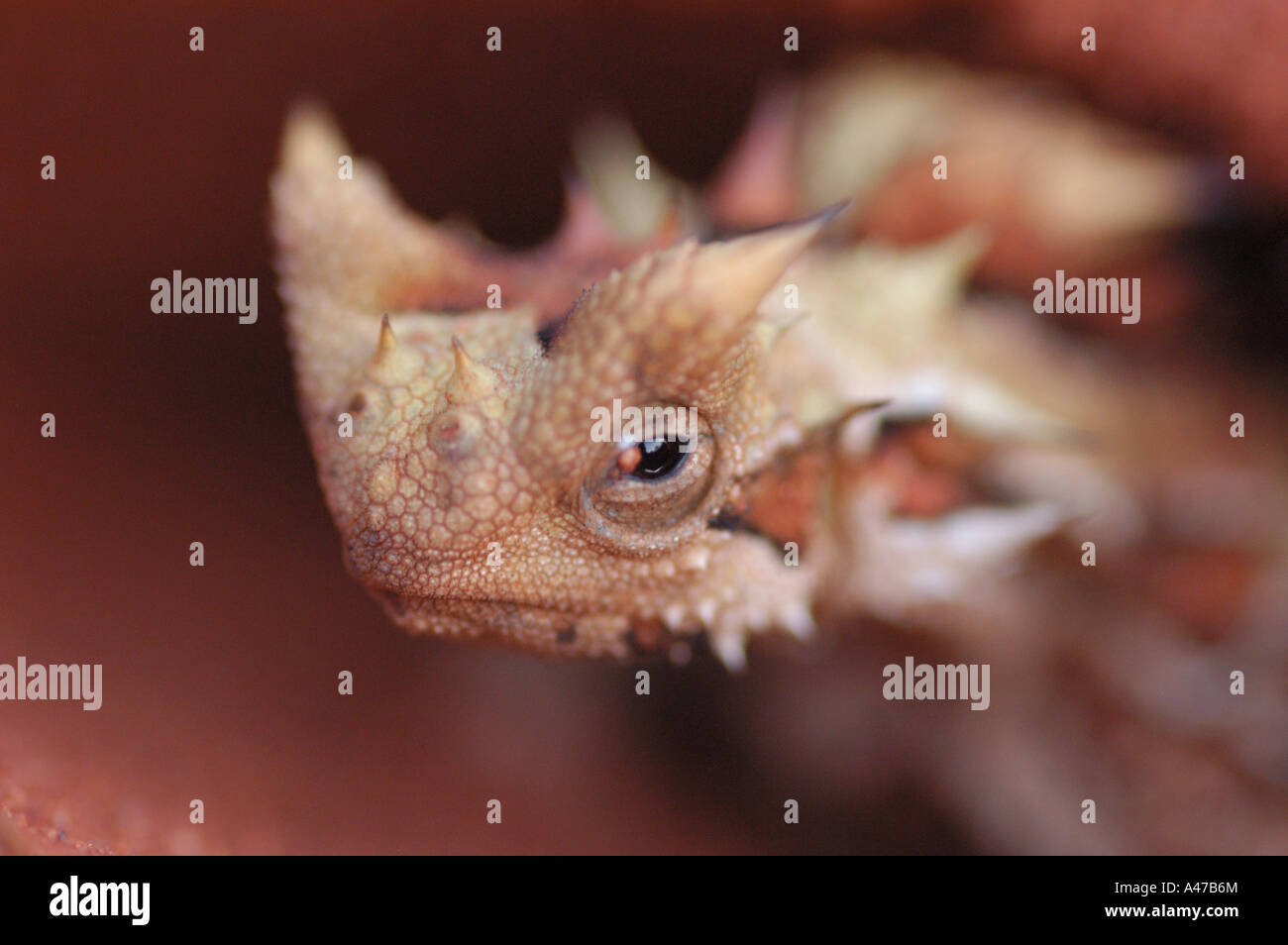 Close up of a Thorny Devil or moloch horridus Stock Photo