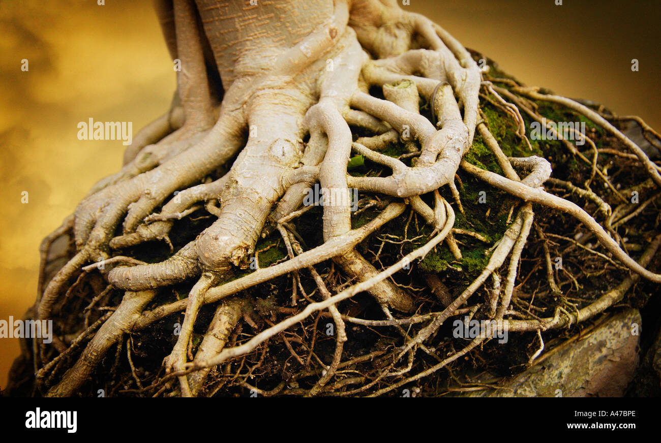 Gnarled roots Stock Photo