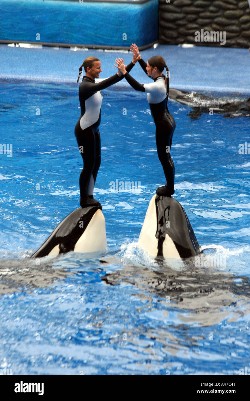 Two Killer Whale with Two Trainers on Nose Stock Photo Alamy