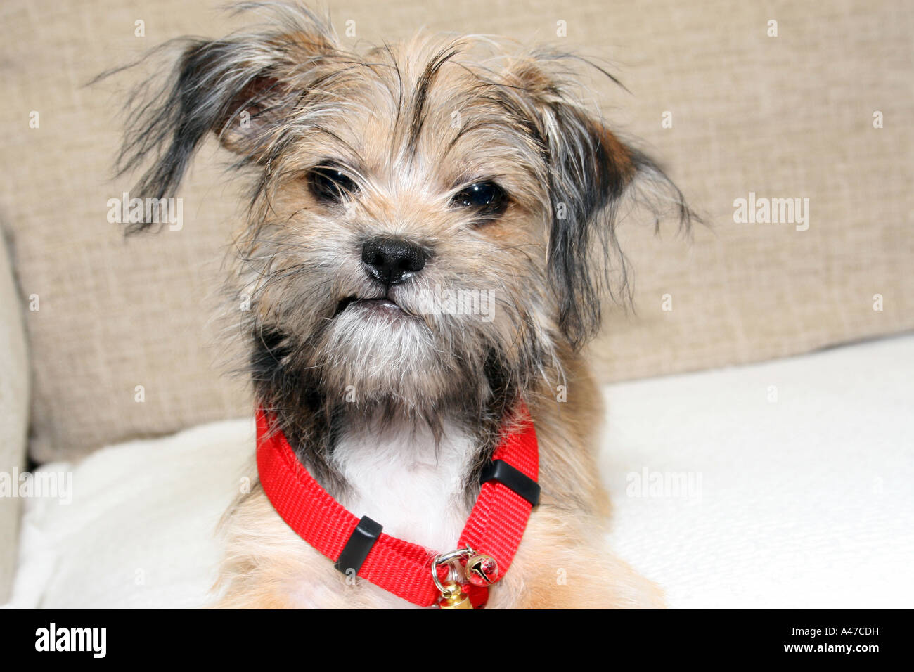 automatisk mesterværk Annoncør Jack Russell, Shih Tzu Mix, Puppy Looking Stock Photo - Alamy