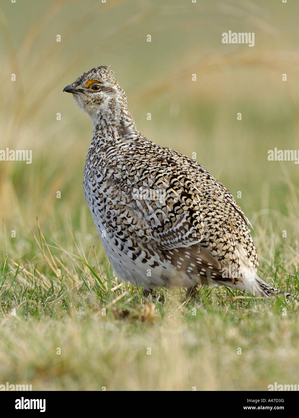 Sharp tailed Grouse displaying in a lek at Arrowwood National Wildlife