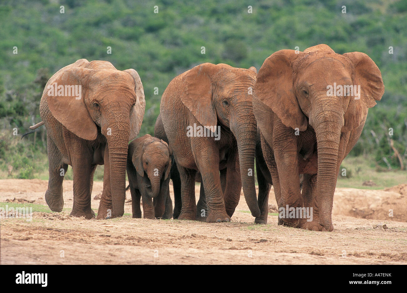 Family of Elephants Stock Photo - Alamy