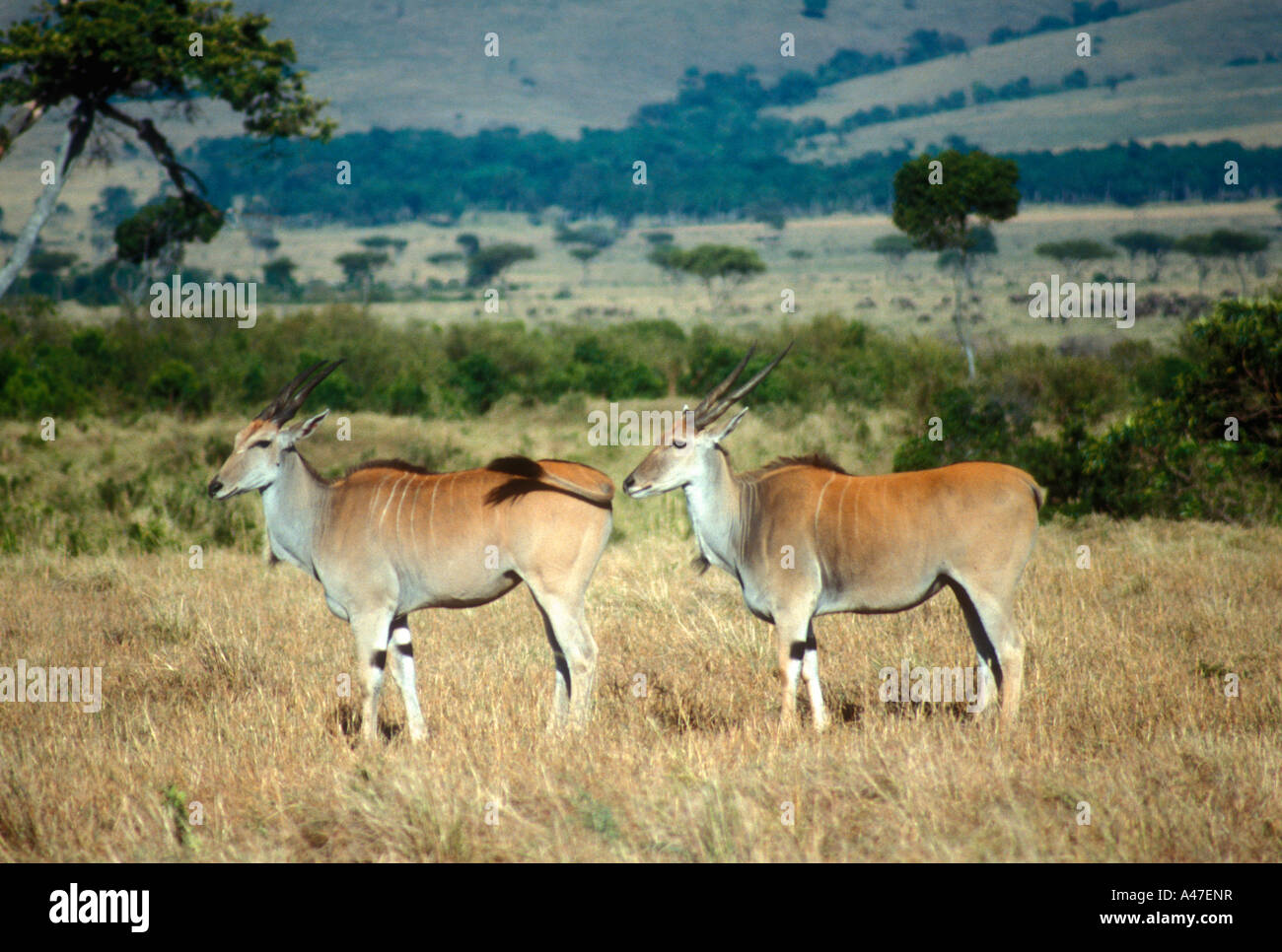 Two female Eland in the Masai Mara National Reserve Kenya East Africa Stock Photo