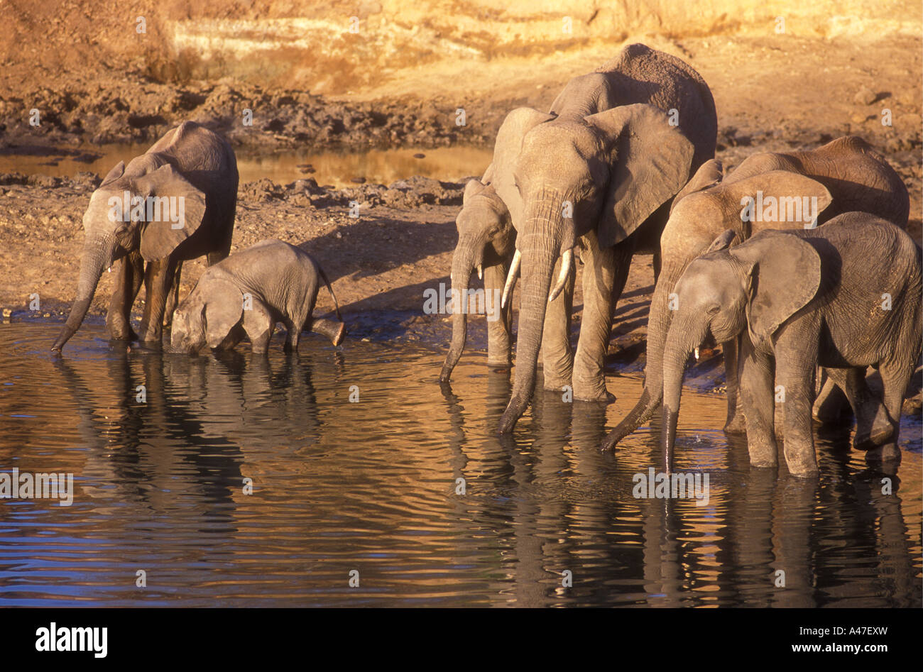 Elephant herd of females and calves drinking in the Tarangire River Tarangire National Park Tanzania Stock Photo