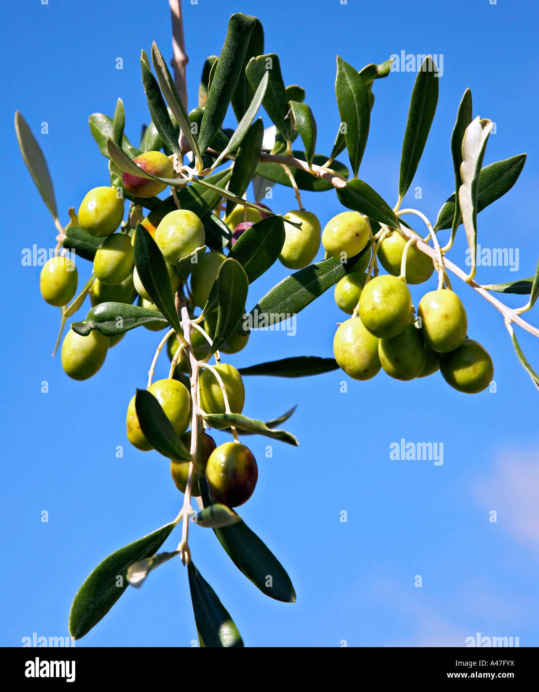 Green olives on a tree, Provence, France. Stock Photo