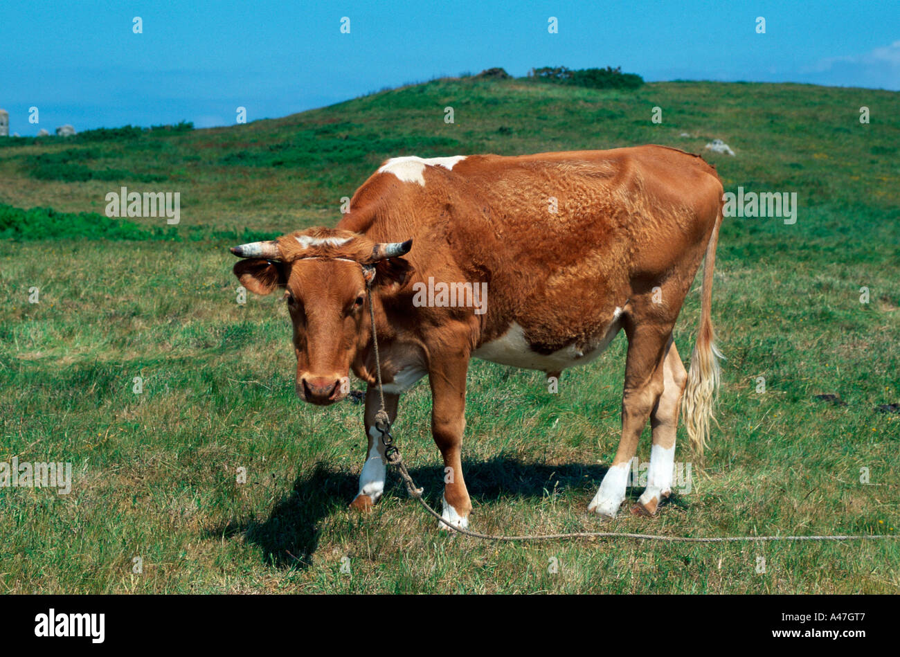 Cattle Stock Photo