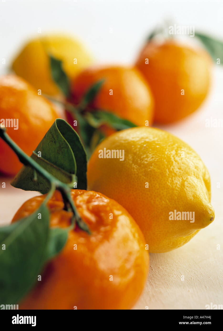 Oranges lemons and satsumas on a white background editorial food Stock
