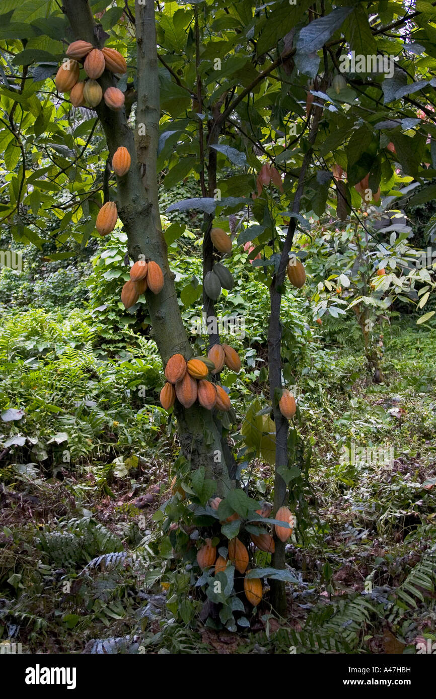 Cocoa Trees Beans High Resolution Stock Photography and Images Alamy