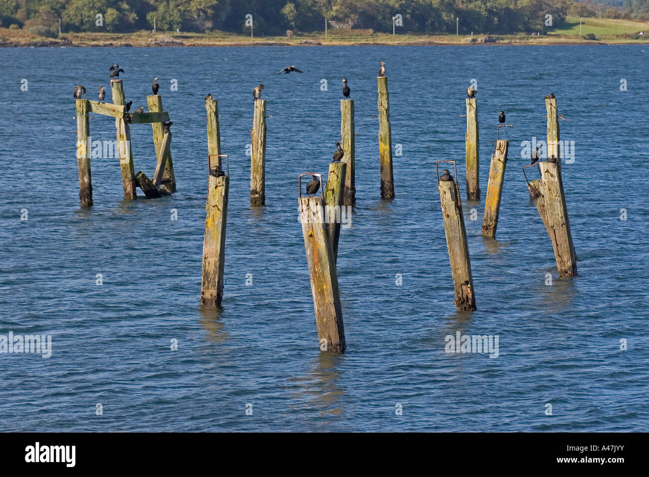 Cormorants resting and preening on old wooden pier posts at Salen in Sound of Mull, Isle of Mull, Argyll and Bute, Scotland, UK Stock Photo