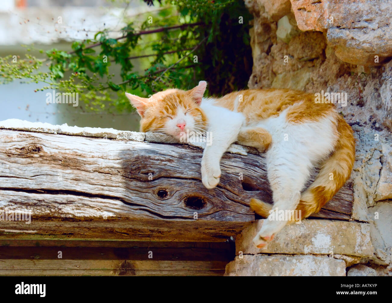 Cat sleeping on wooden beam with stone wall Sokraki Greece Stock Photo