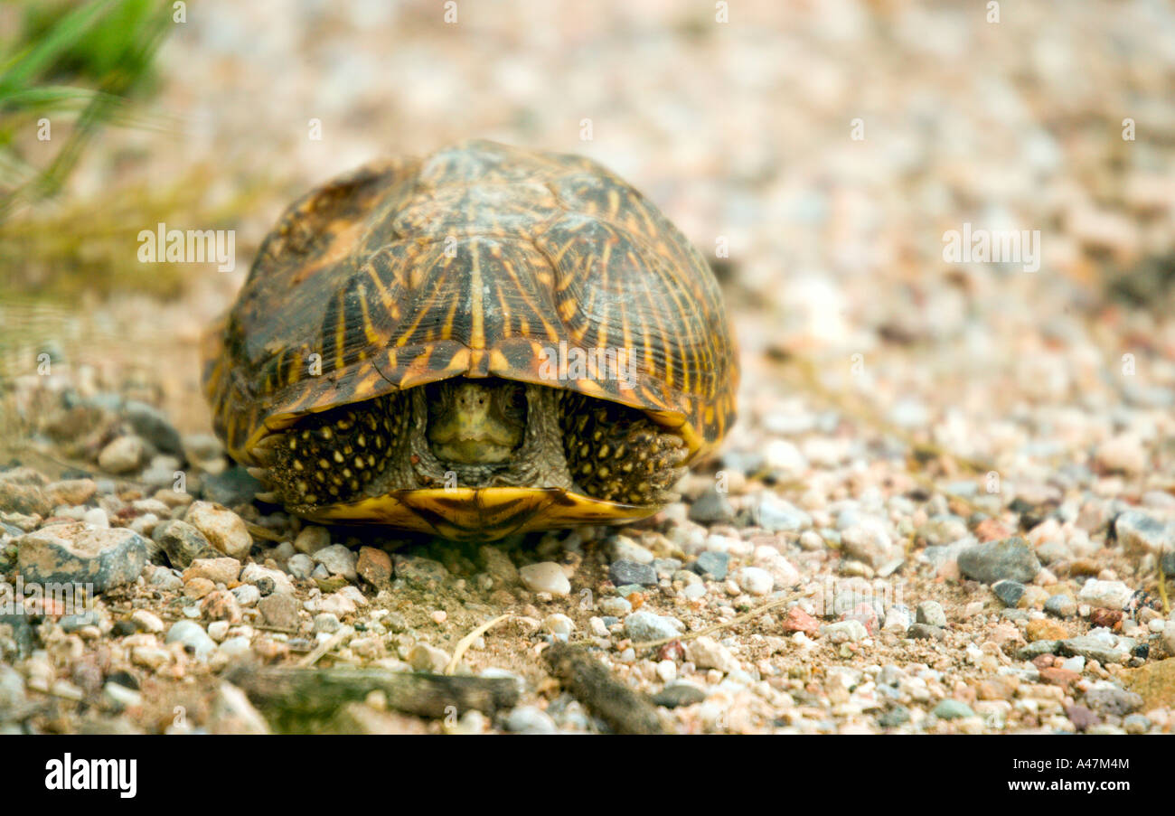 Desert tortoise Gopherus agassizii Stock Photo