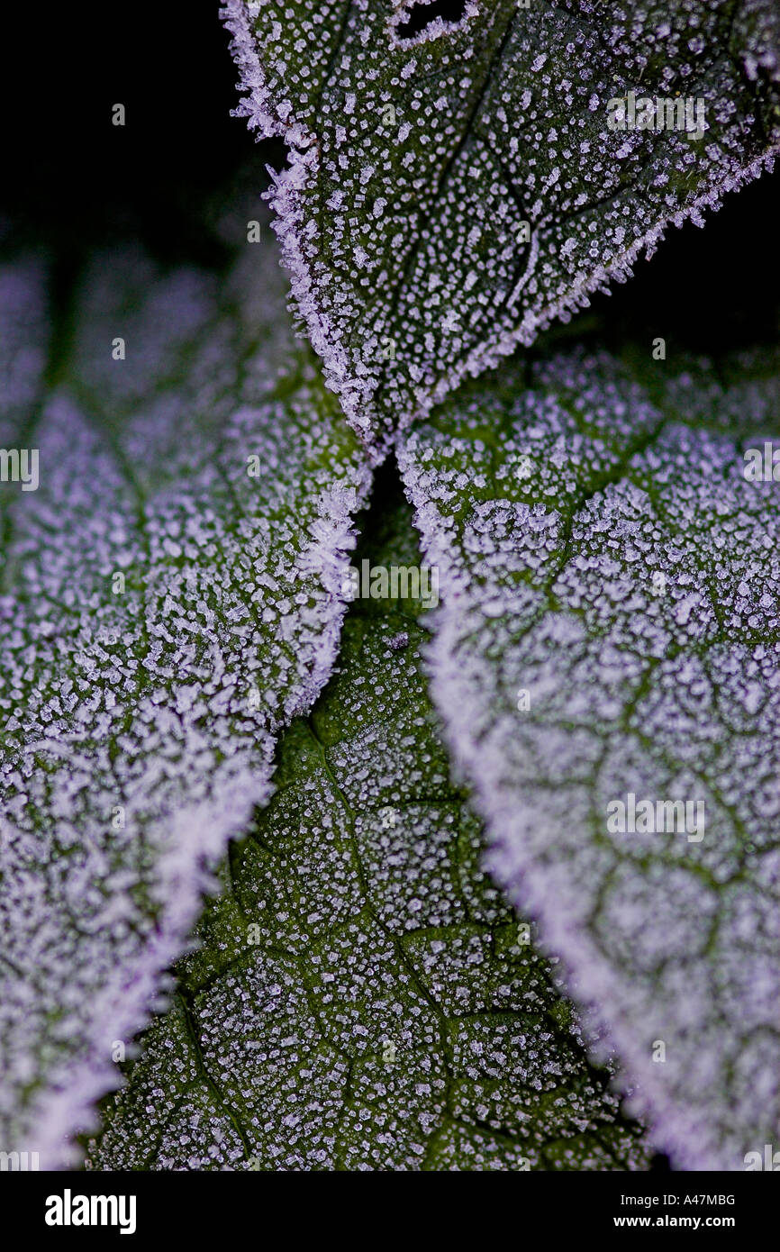 Frosted Comfrey leaves Stock Photo Alamy