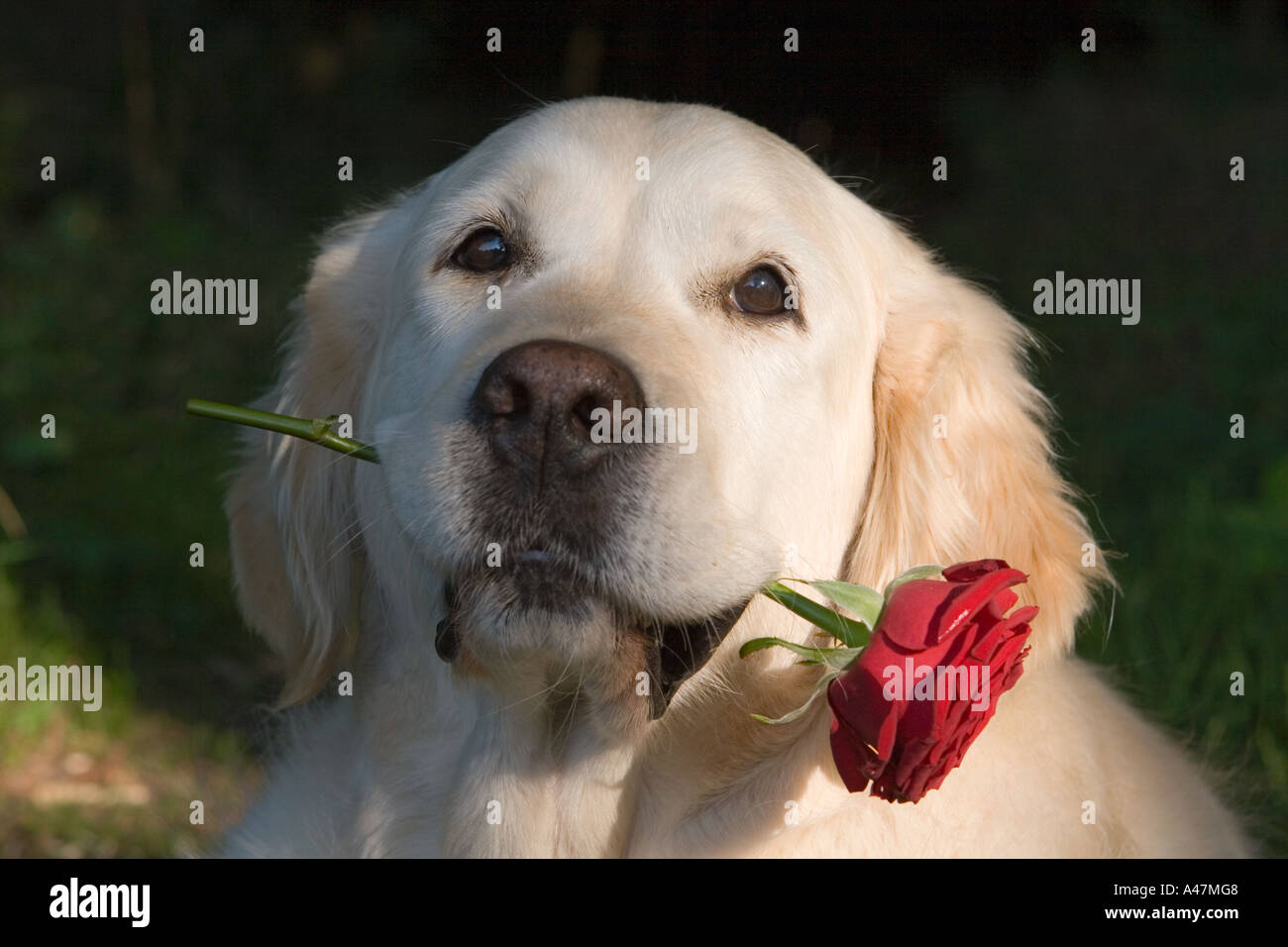 Golden Retriever with a red rose Stock Photo - Alamy