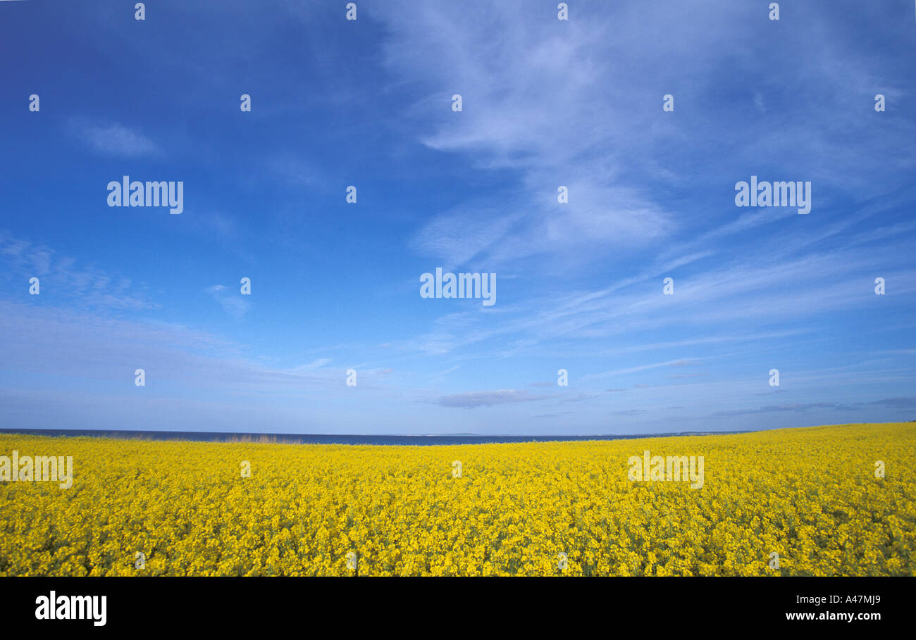 Rape field with blue sky Stock Photo - Alamy