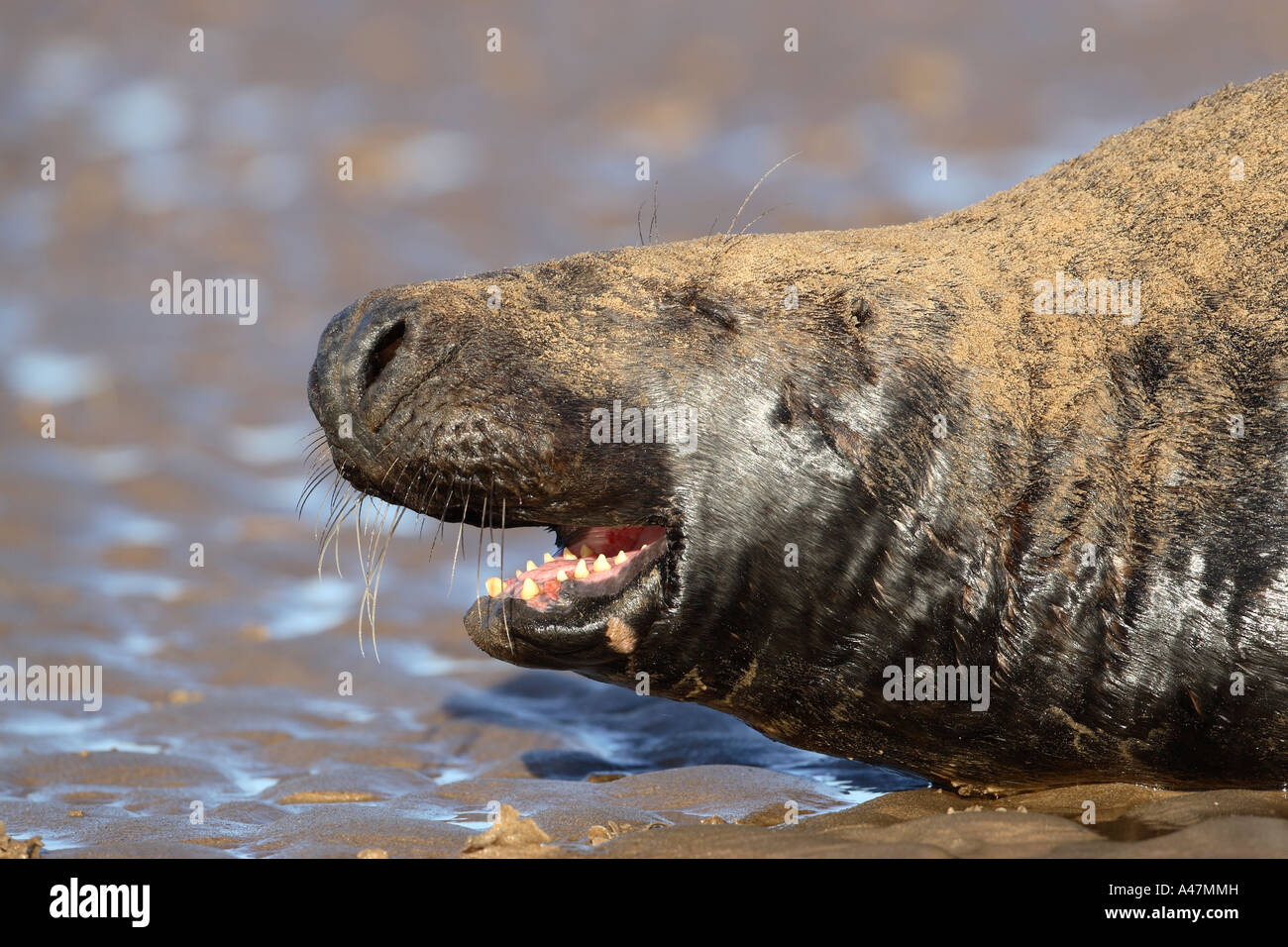 Bull grey seal hi-res stock photography and images - Alamy