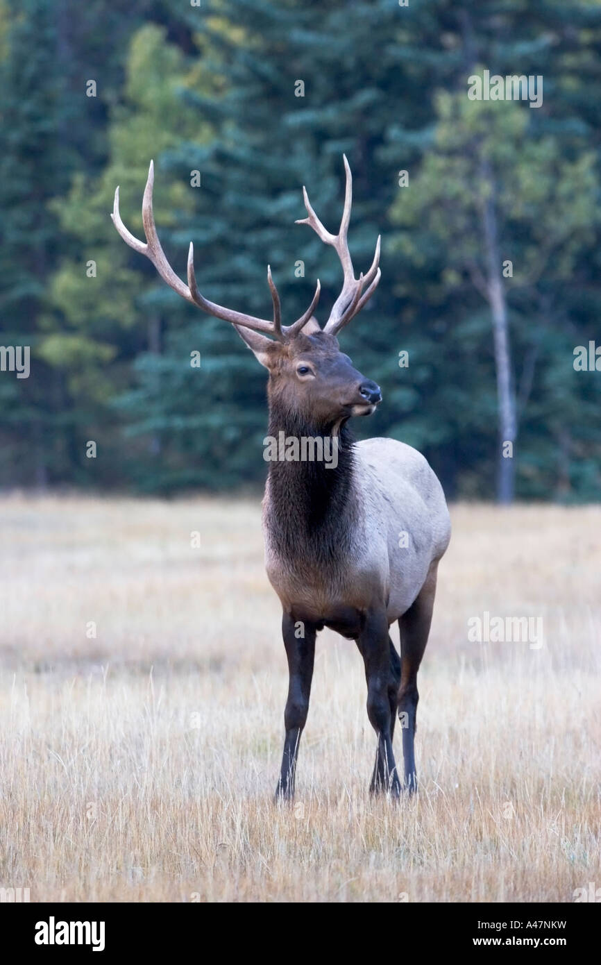 Male rutting Elk Jasper Canada Stock Photo - Alamy