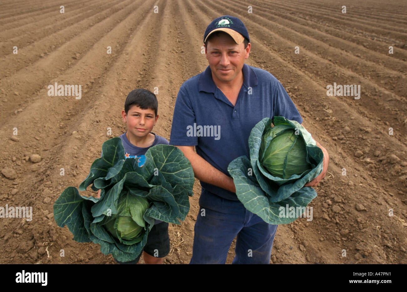 Farmer and Son with Cabbage Crop, New South Wales, Australia Stock Photo