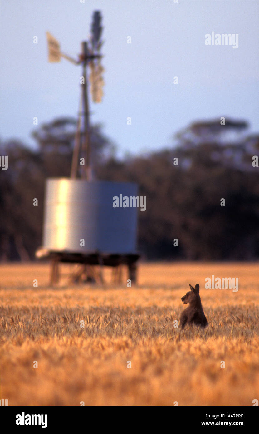 Kangaroo feeding on wheat, Boggabri, New South Wales, Australia Stock Photo