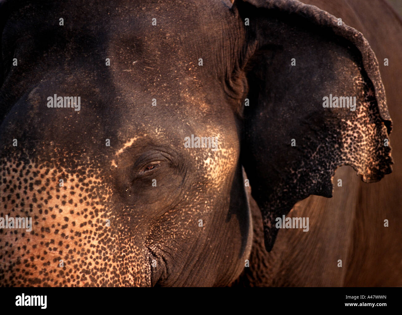 Eye ear elephas maximas face hi-res stock photography and images - Alamy