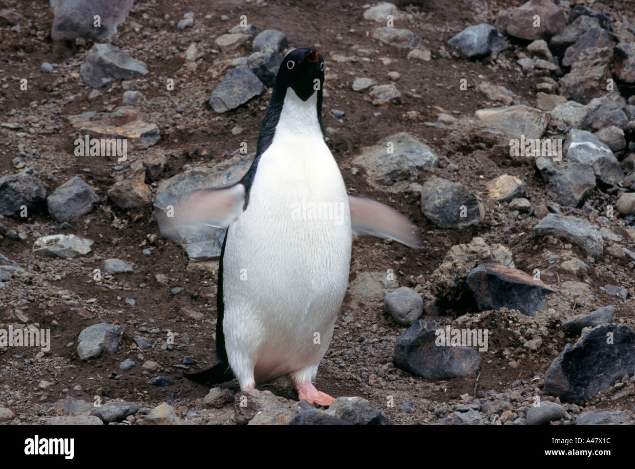 Antarctica peninsula adelie penguin hi-res stock photography and images ...
