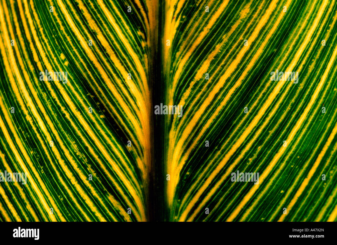 Detail of a tropical leaf Stock Photo