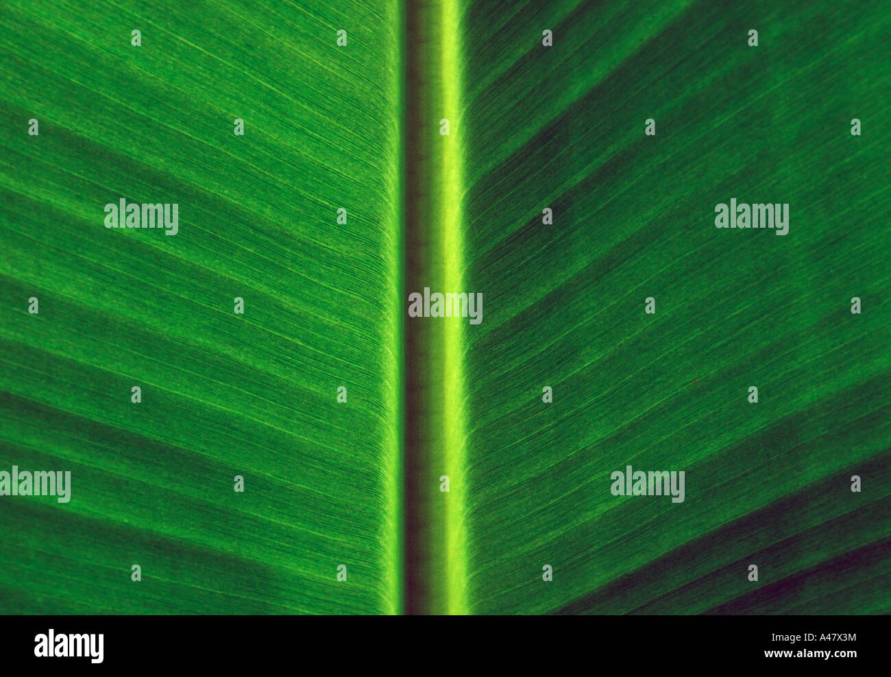 Detail of a tropical leaf Stock Photo