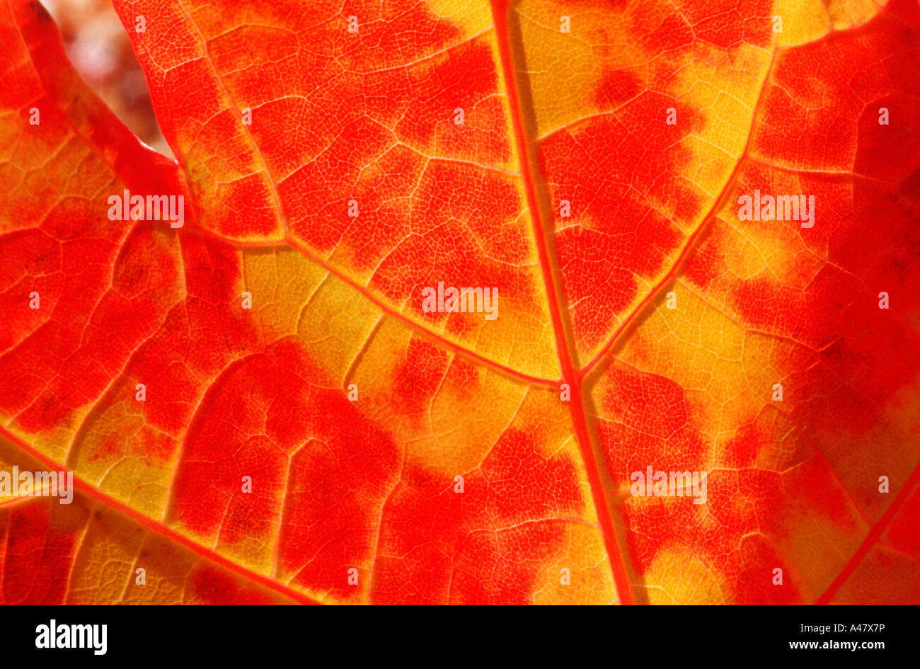 Detail in a dazzling red and gold maple leaf Stock Photo