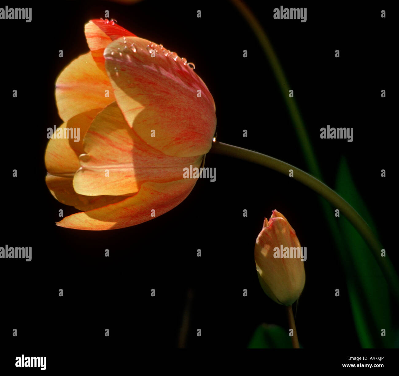 Raindrops on a tulip Stock Photo