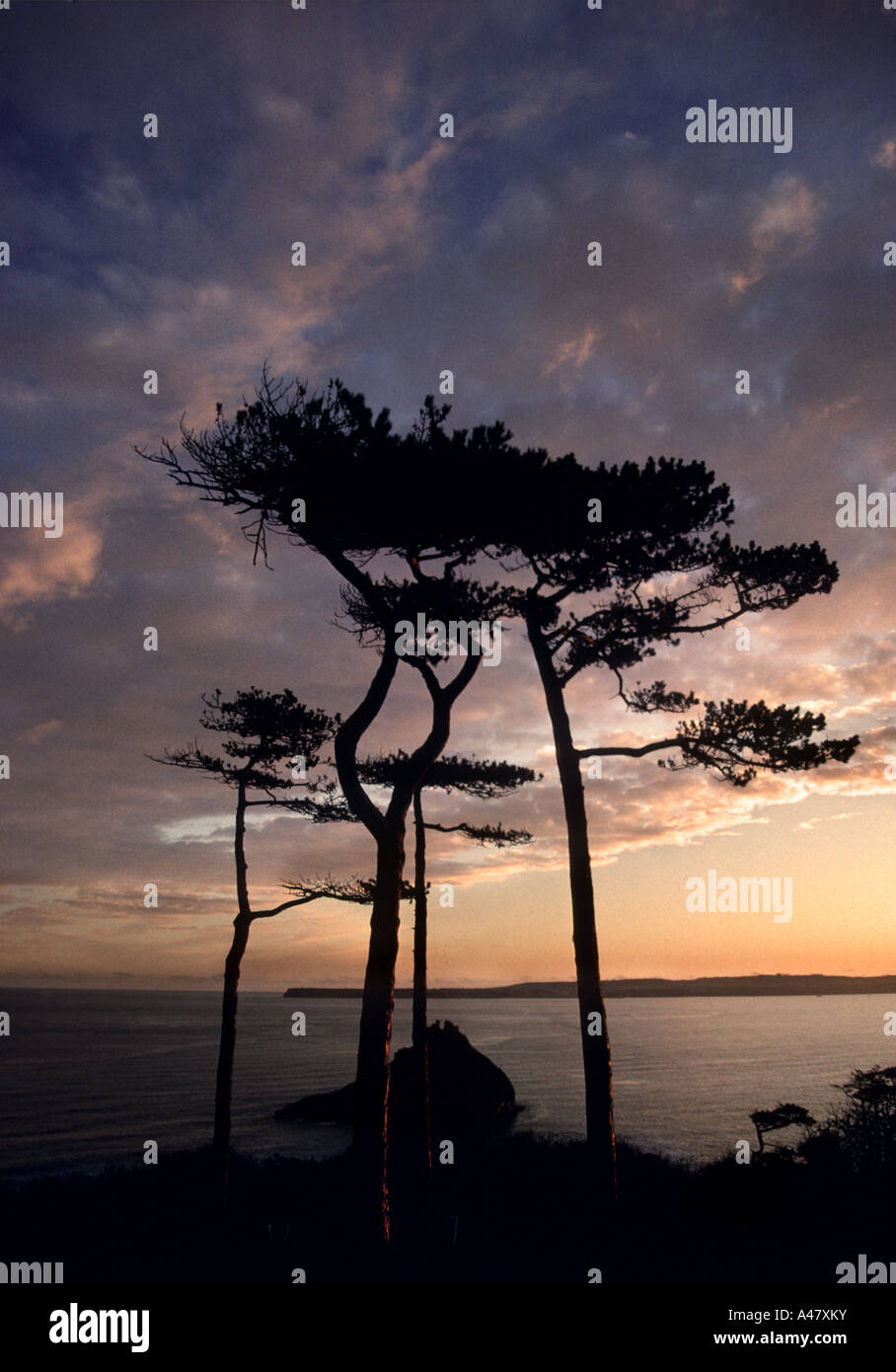 Sunset behind a group of pine trees in Torquay Stock Photo