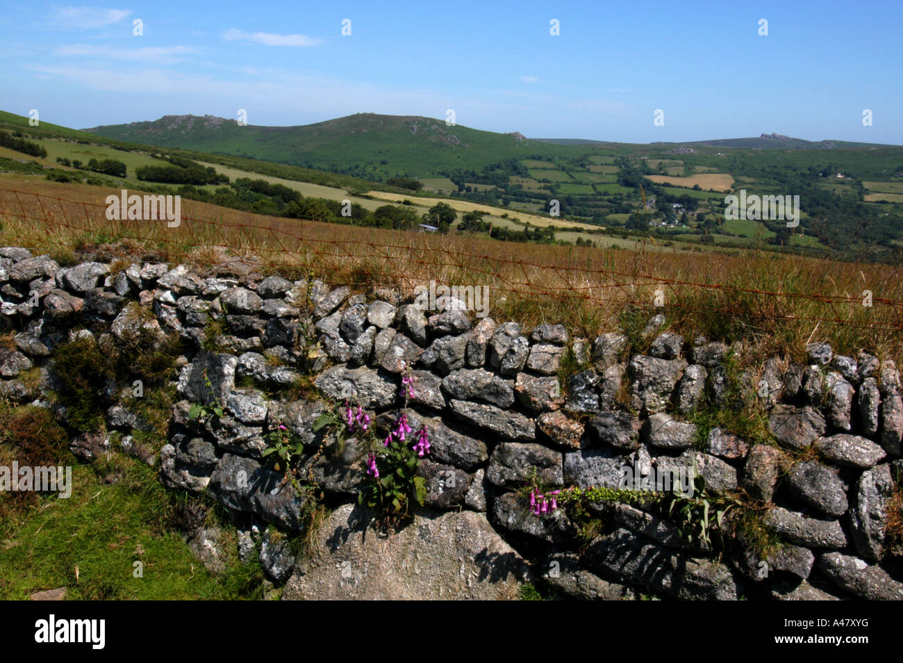 Dry stone wall on Dartmoor Stock Photo