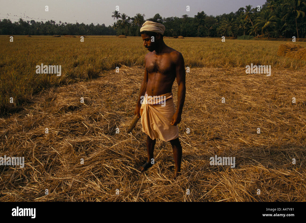 A dalit (lowest caste) labourer works in a field in Aymenam, Kerala, India Stock Photo