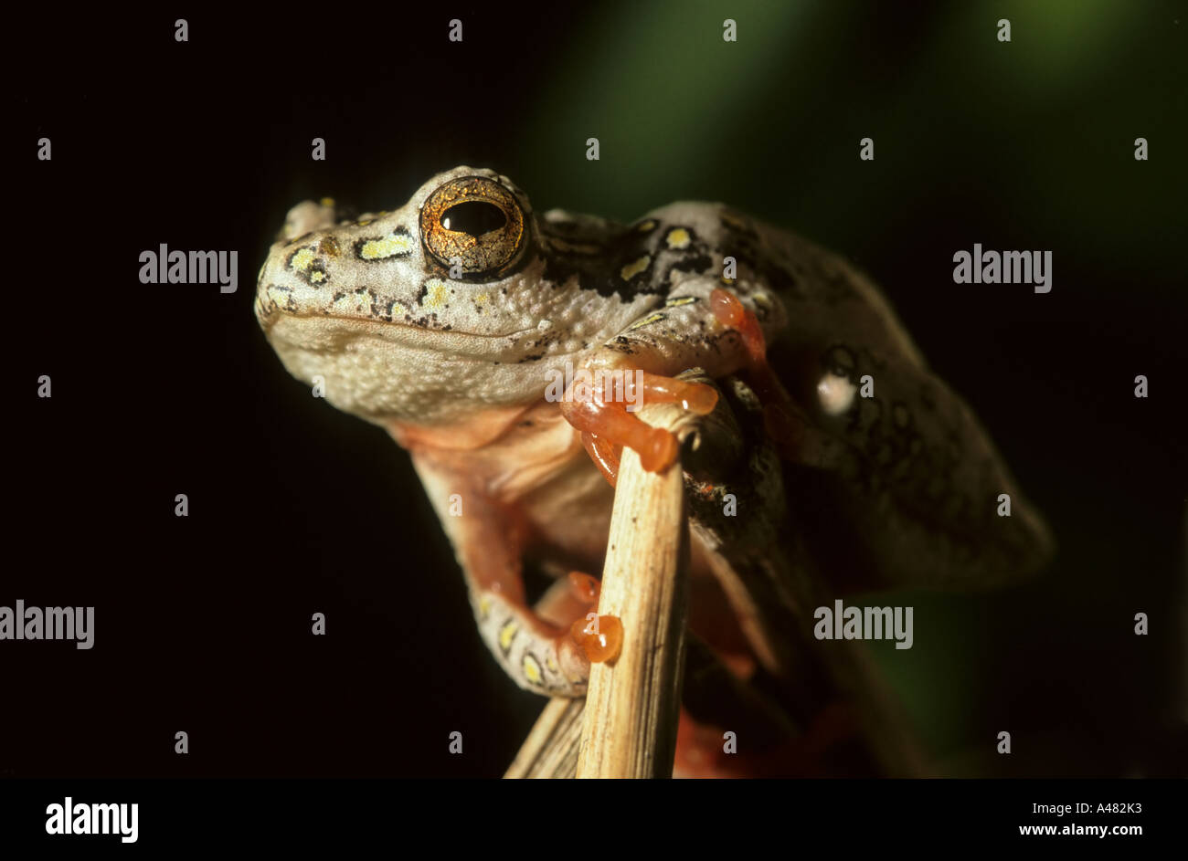 Painted Reed Frog (Hyperolius marmoratus), perched on a reed in Grahamstown, South Africa Stock Photo
