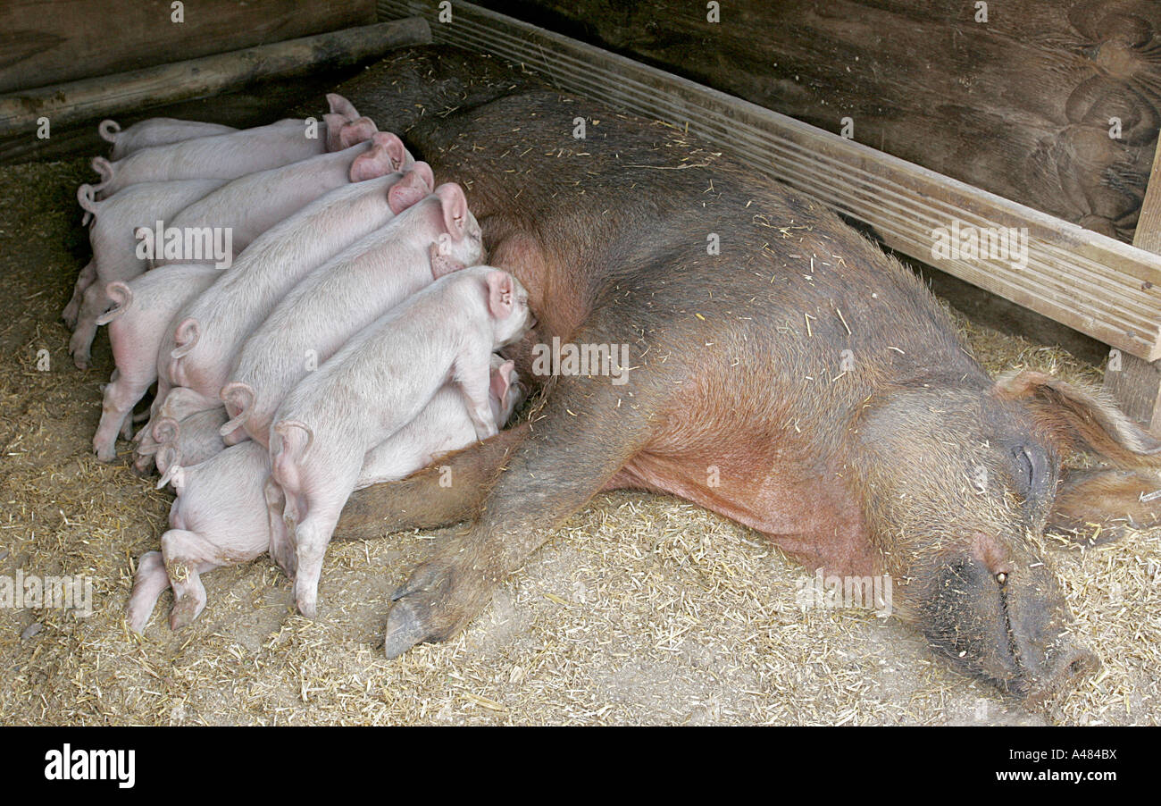Piglets feeding from sow hi-res stock photography and images - Alamy