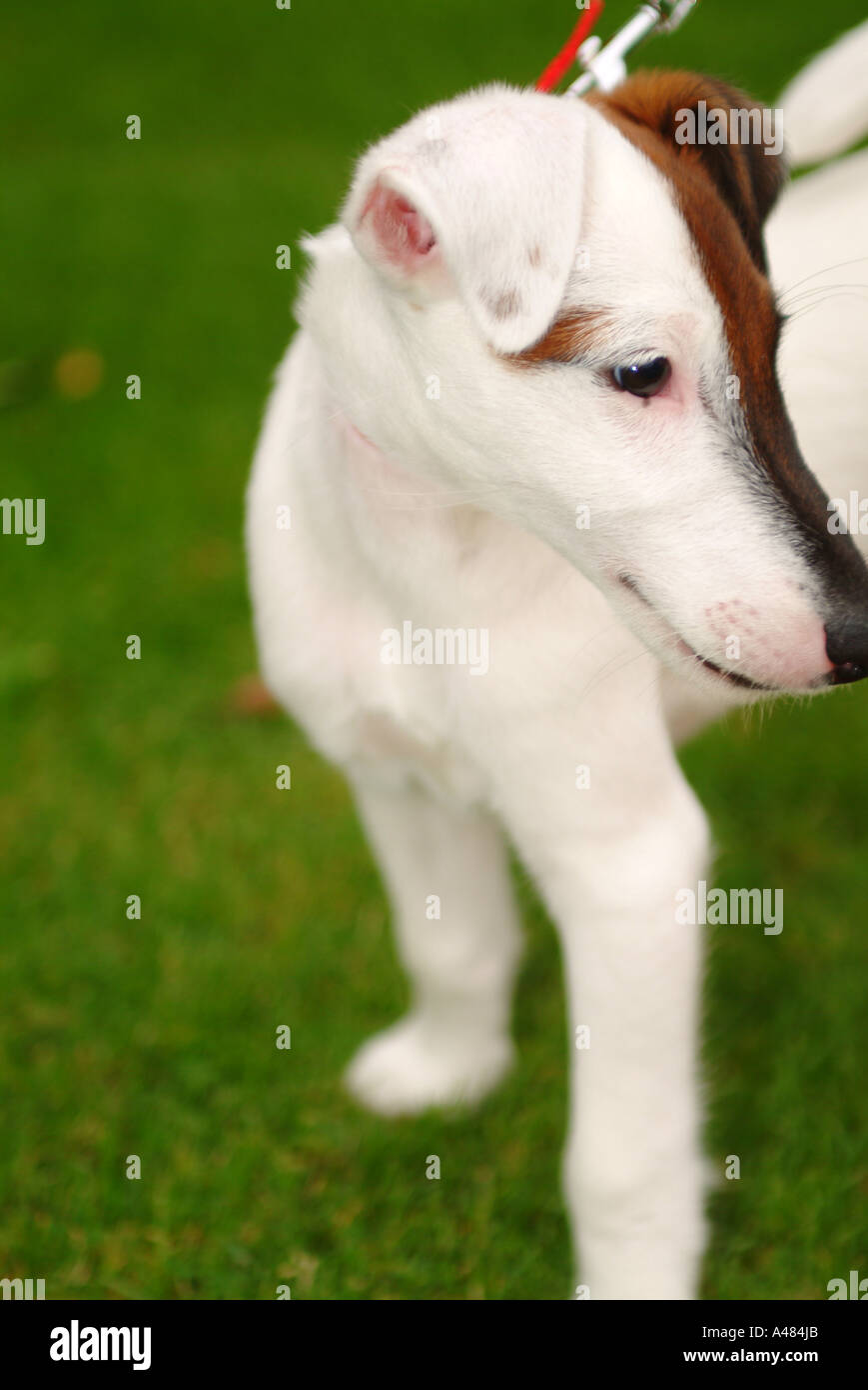Smooth Haired Fox Terrier Puppy Stock Photo 6265642 Alamy