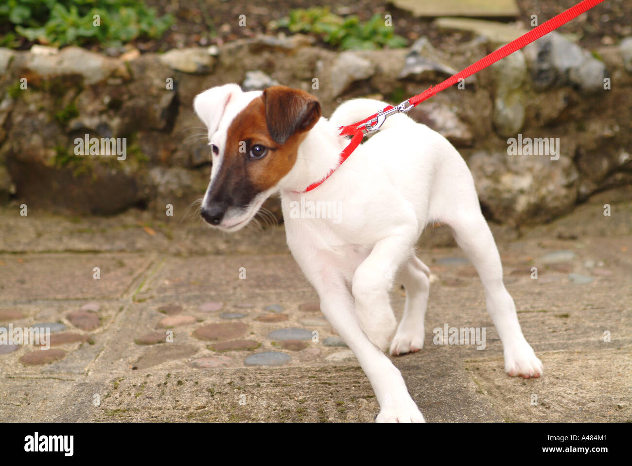 Smooth Haired Fox Terrier Puppy Stock Photo 6265664 Alamy