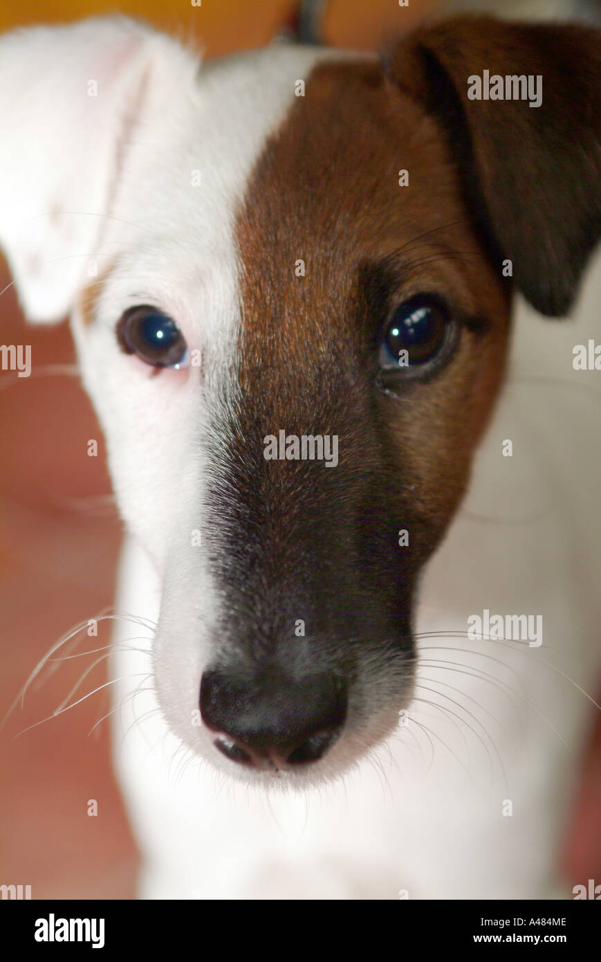 smooth haired terrier