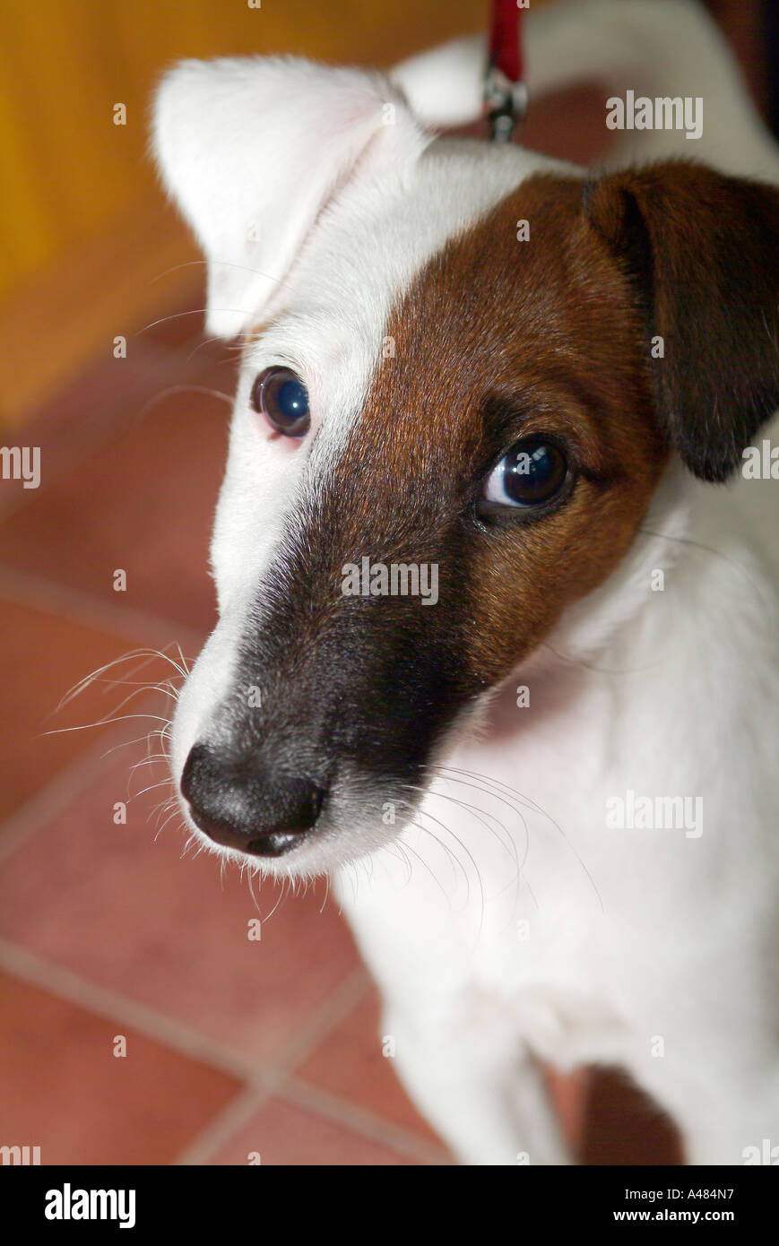 smooth haired fox terrier puppy A484N7