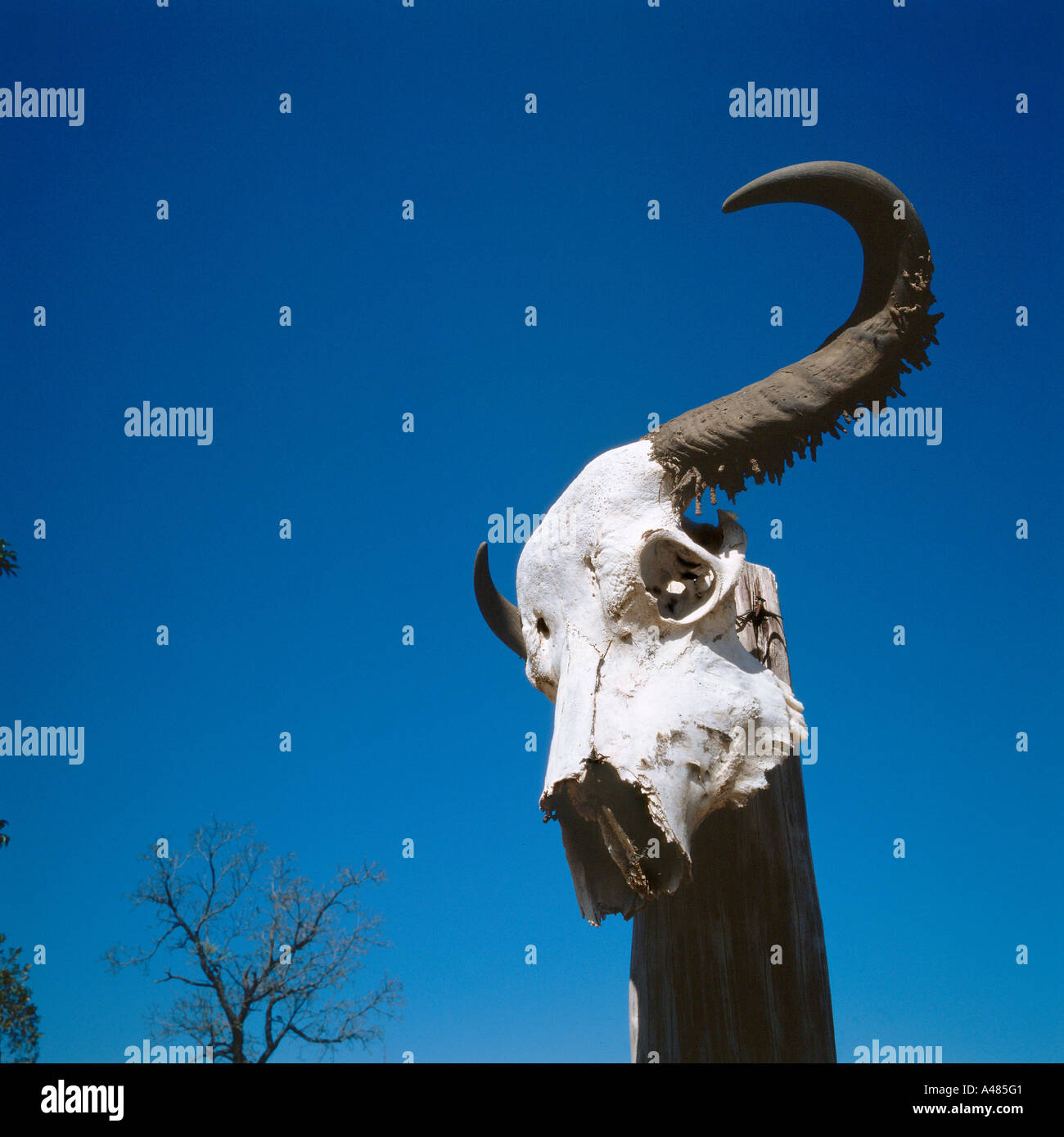 Cape Buffalo skull / African Buffalo skull Stock Photo - Alamy