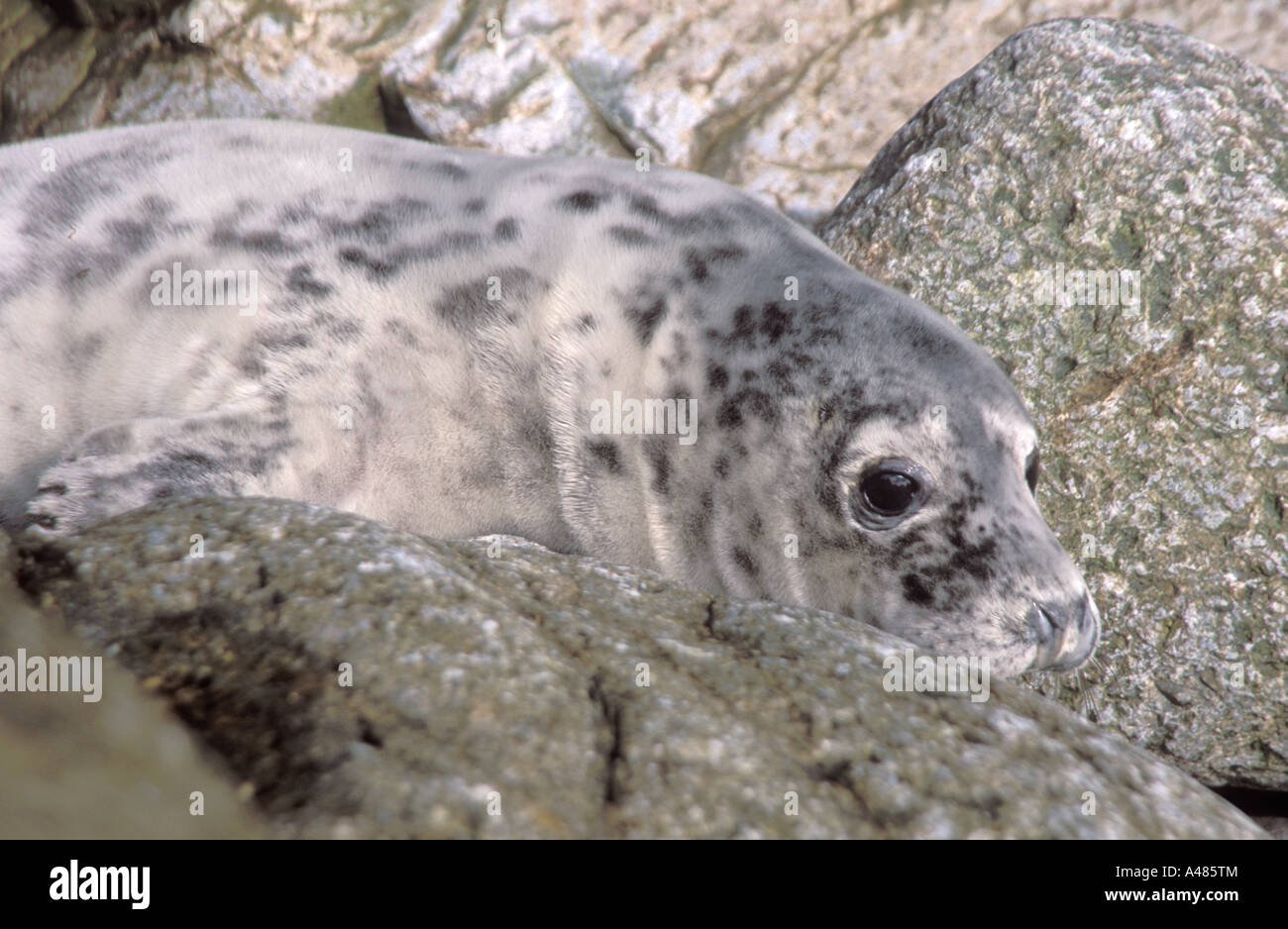 Atlantic Grey Seal pup Halichoerus grypus Skomer Island Pembrokeshire ...